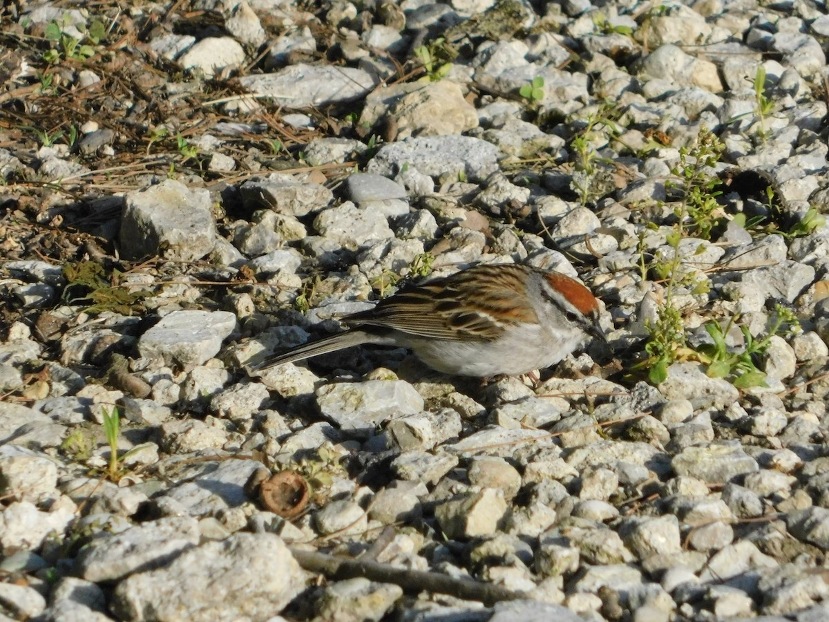 Chipping Sparrow - ML618596596