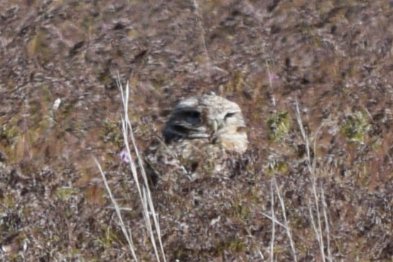 Burrowing Owl (Western) - ML618596598