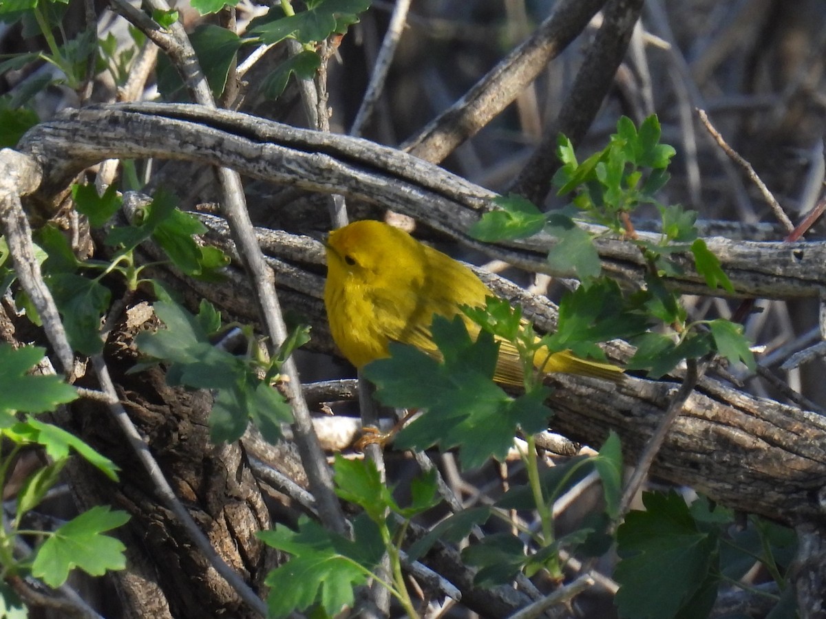 Yellow Warbler - ML618596621