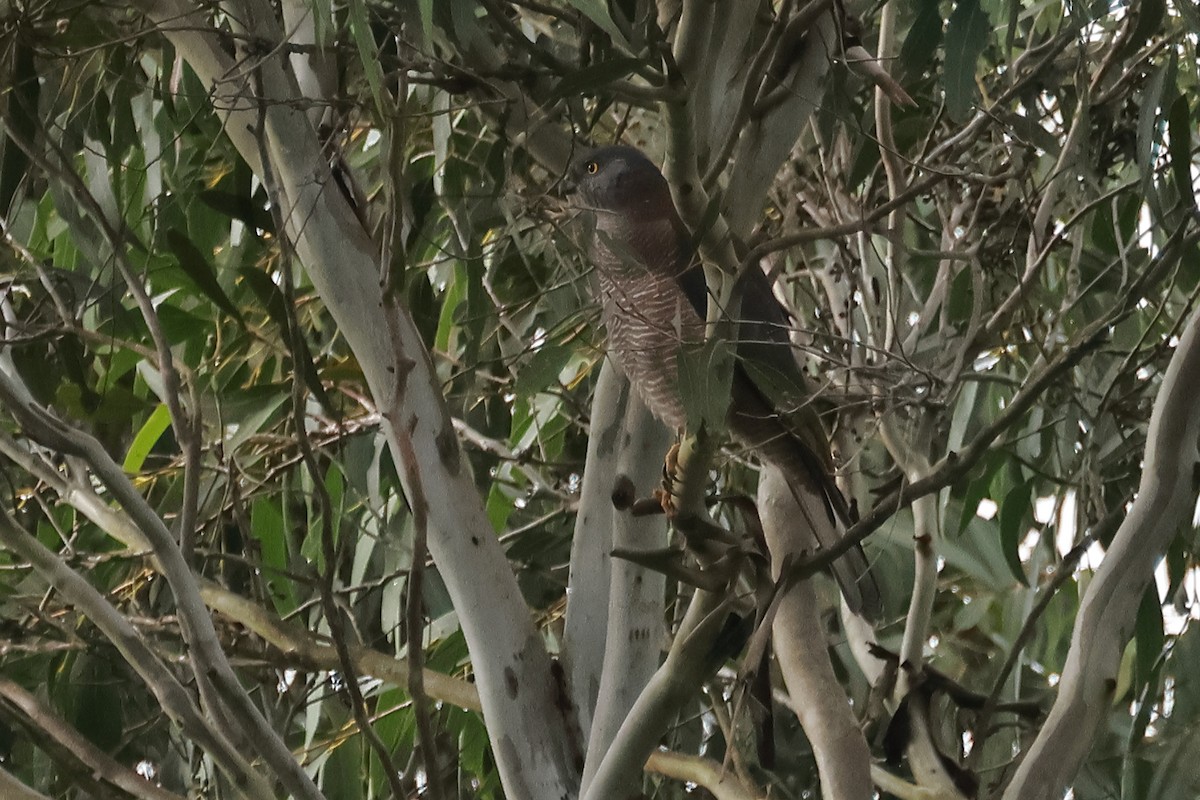 Collared Sparrowhawk - ML618596635