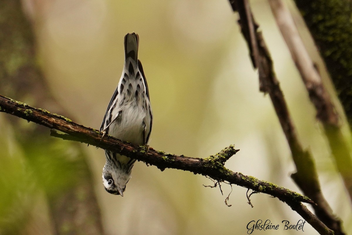 Black-and-white Warbler - Réal Boulet 🦆