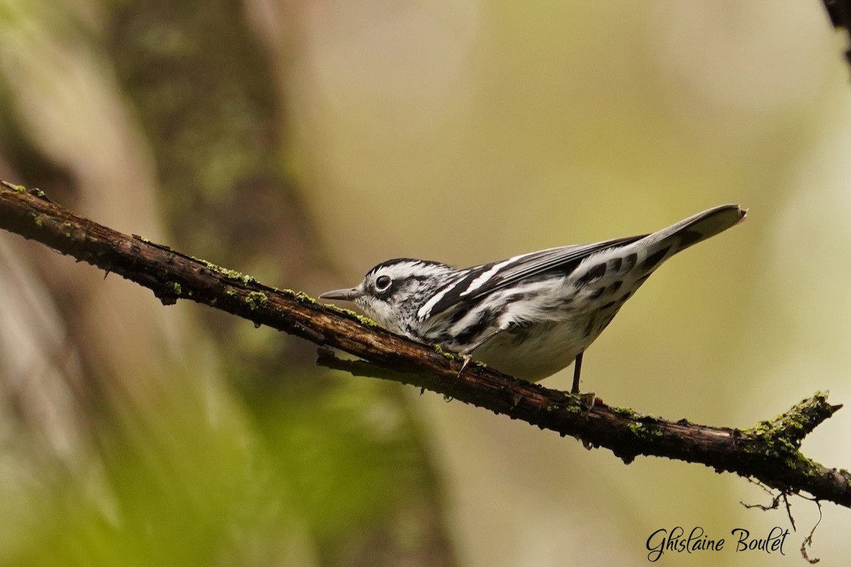 Black-and-white Warbler - ML618596662