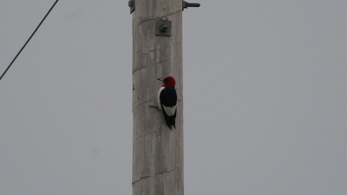 Red-headed Woodpecker - ML618596693