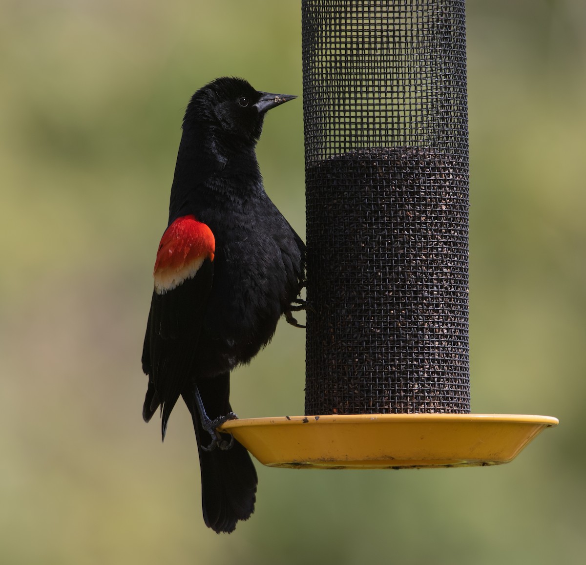 Red-winged Blackbird - Darlene Friedman