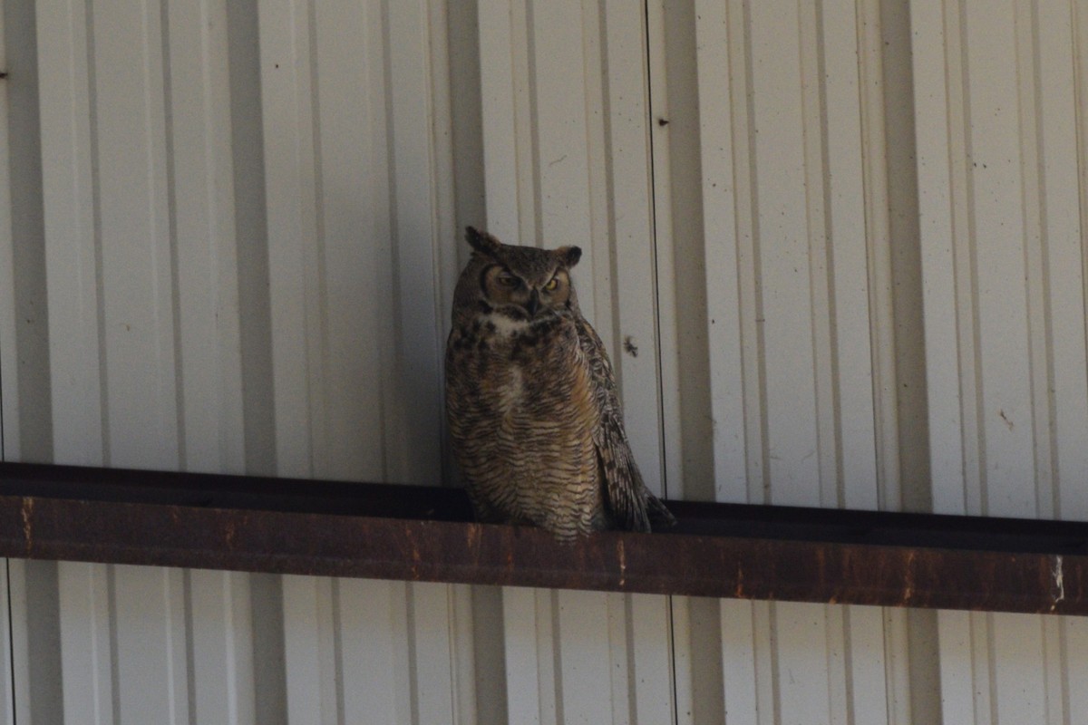 Great Horned Owl - William Harmon