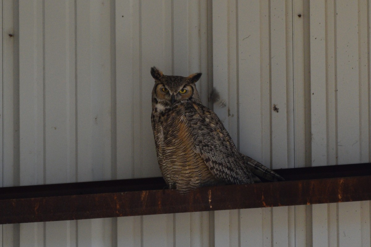 Great Horned Owl - ML618596730
