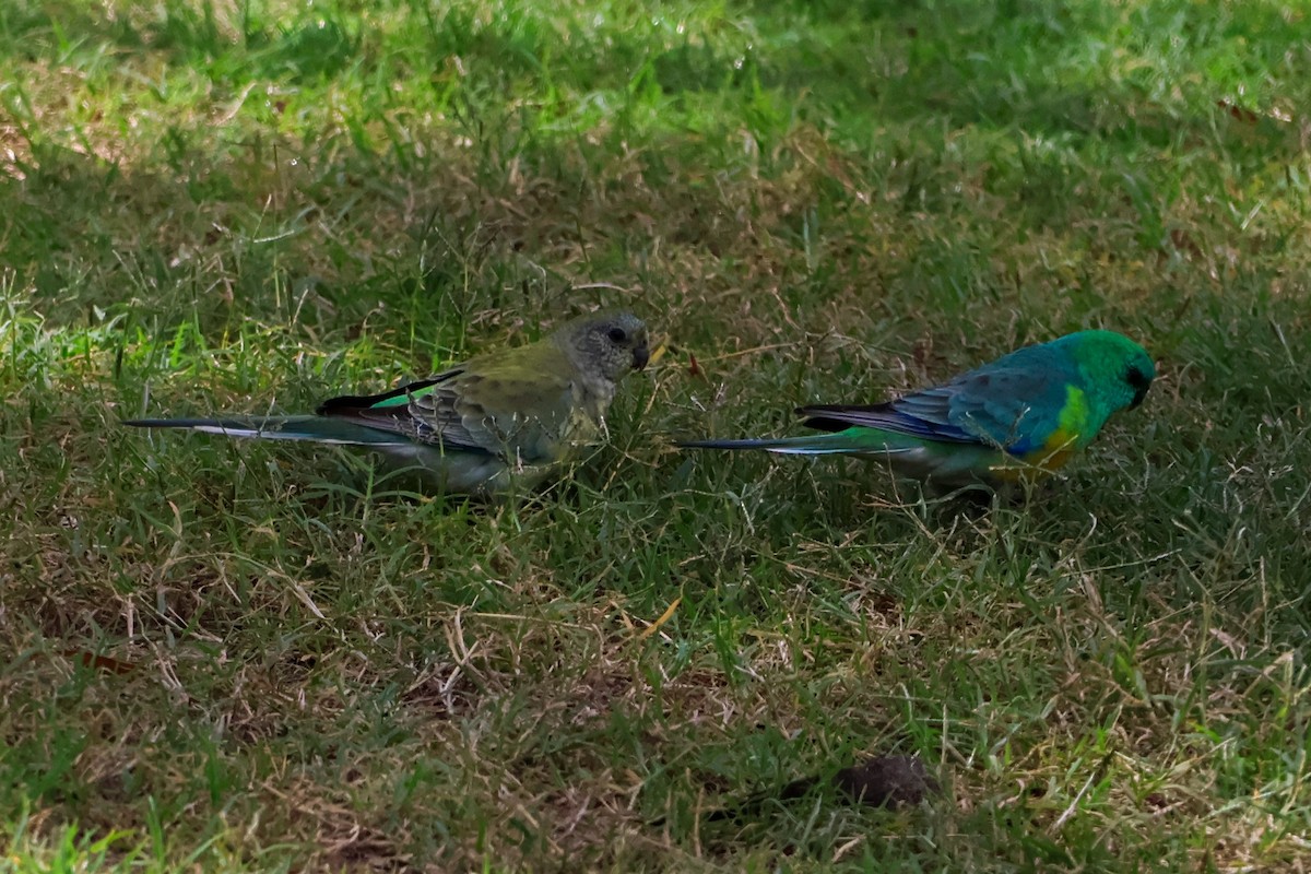 Red-rumped Parrot - ML618596739