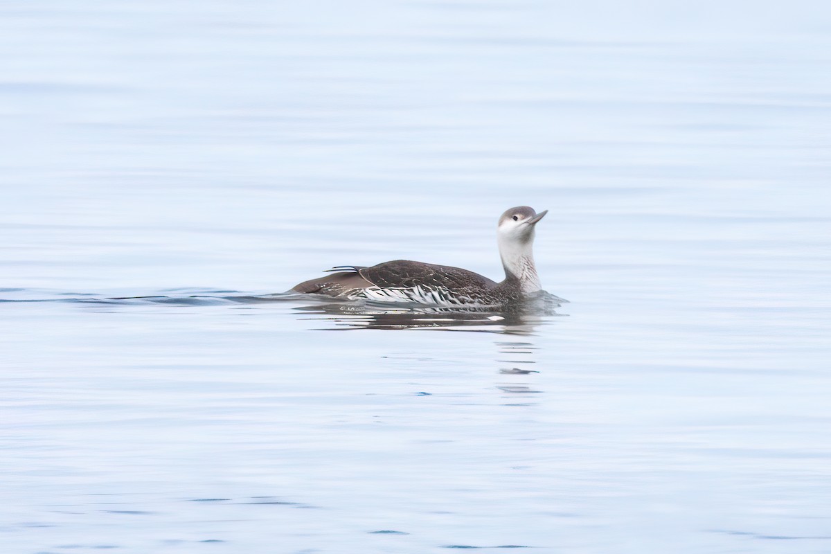 Red-throated Loon - Shori Velles