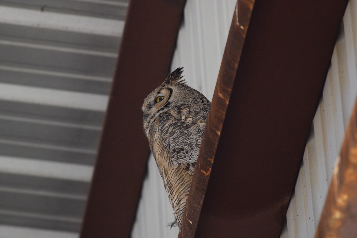 Great Horned Owl - ML618596811