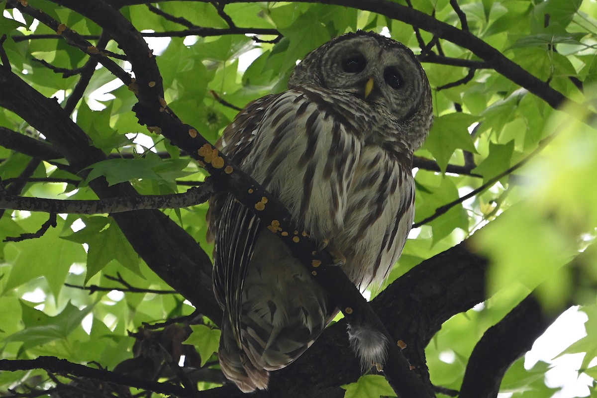 Barred Owl - ML618596846
