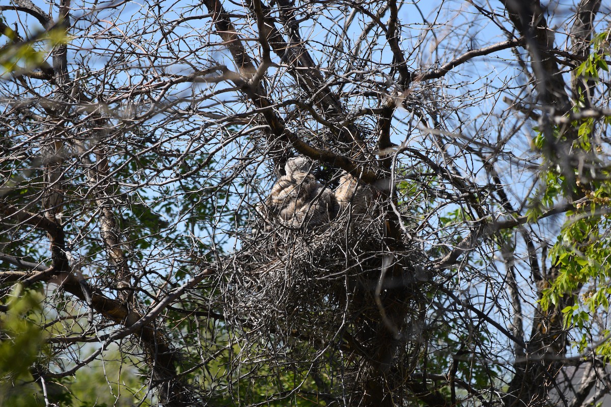 Great Horned Owl - ML618596888