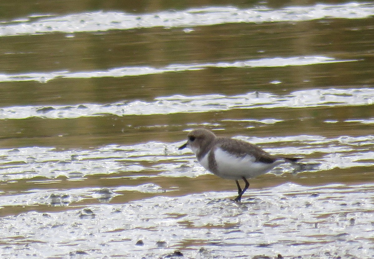 Two-banded Plover - ML618596890