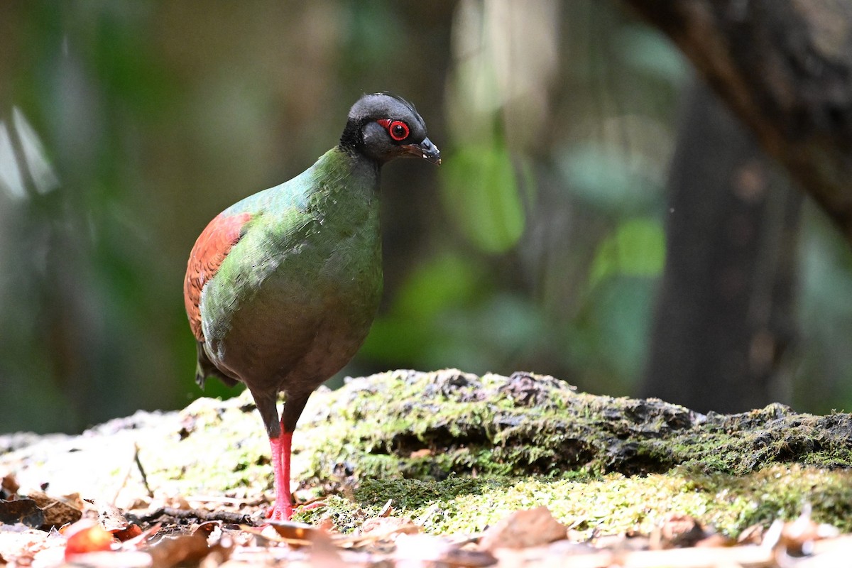Crested Partridge - ML618596891