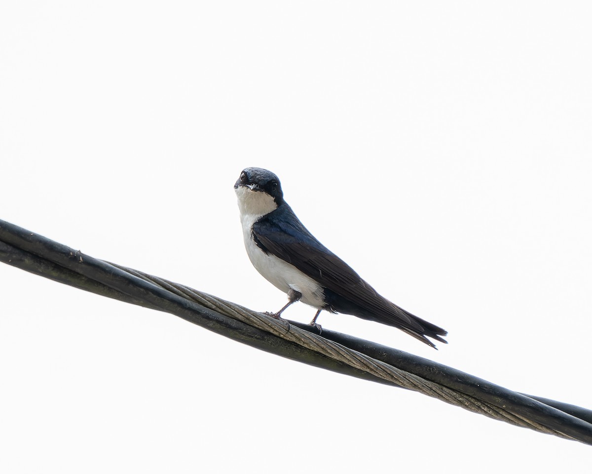 Blue-and-white Swallow - Jairo Cadavid