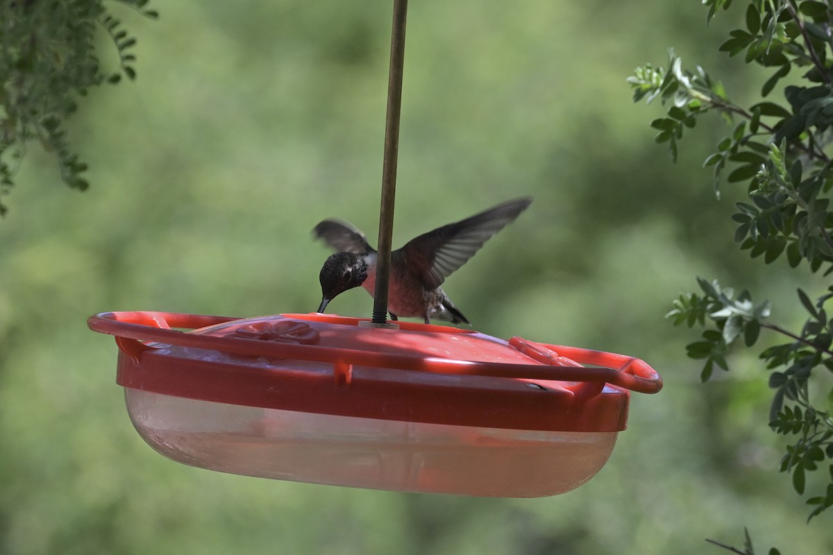 Black-chinned Hummingbird - ML618596934
