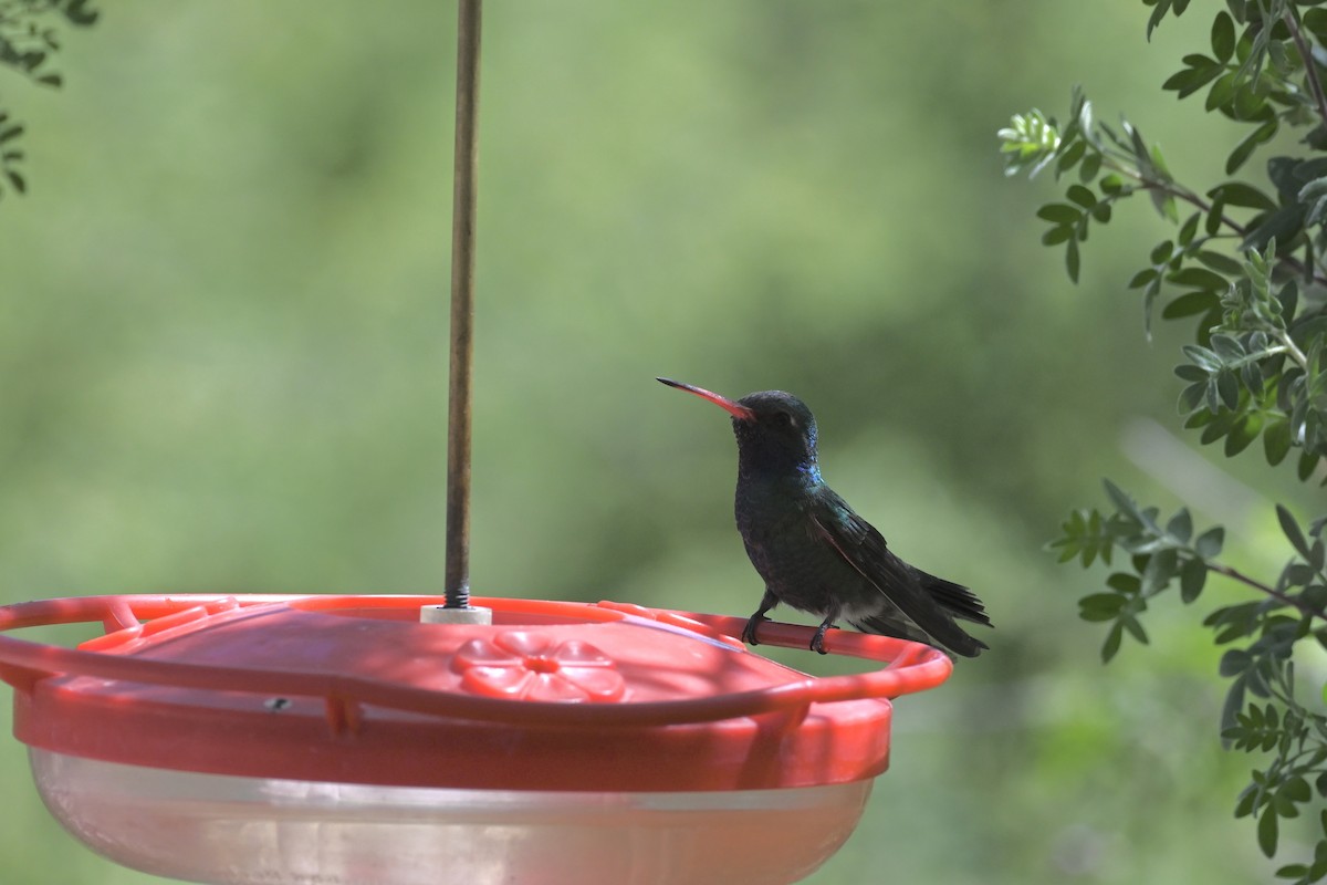 Broad-billed Hummingbird - ML618596940