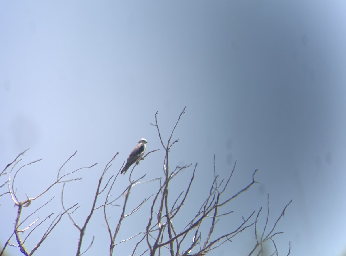 White-tailed Kite - ML618596942
