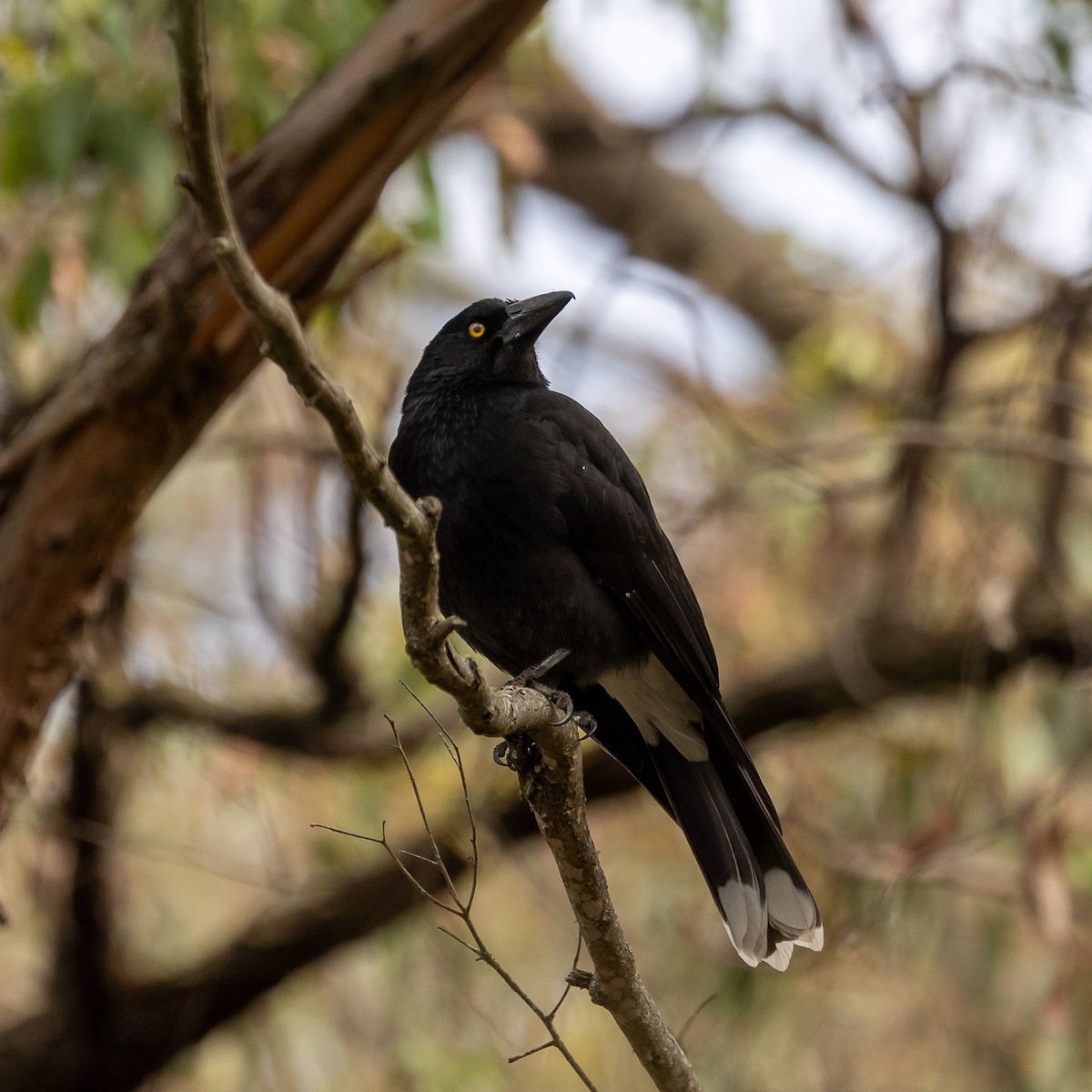 Pied Currawong - ML618596958