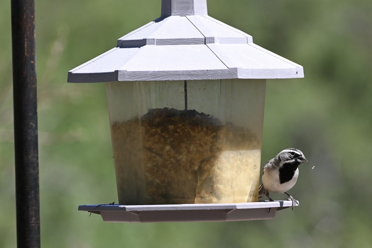 Black-throated Sparrow - David Clapp