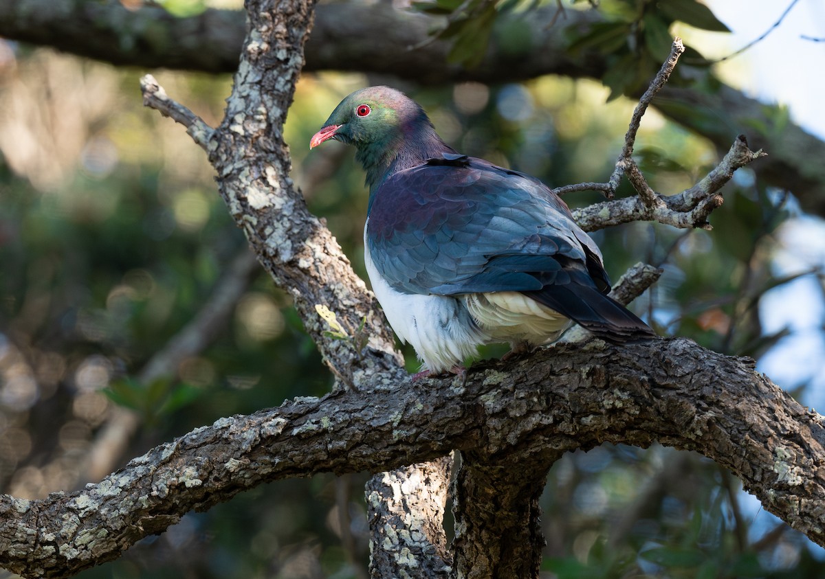 holub maorský - ML618597015