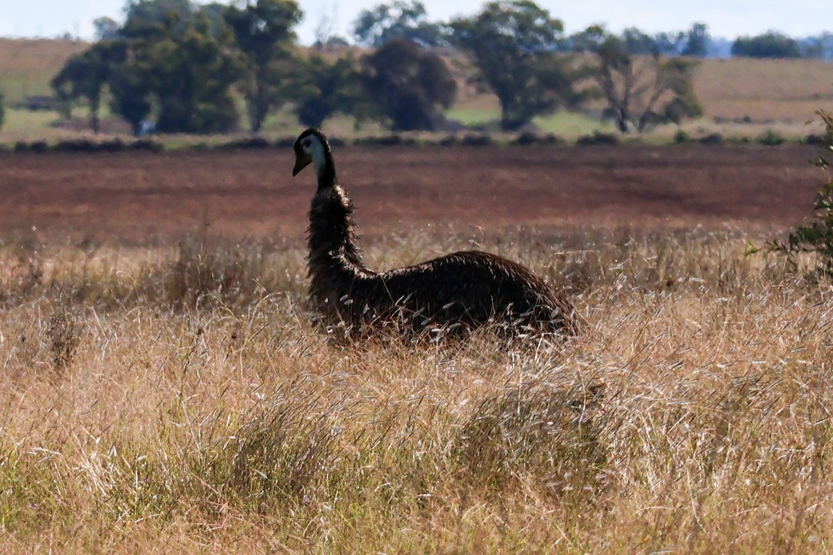 emu hnědý - ML618597044