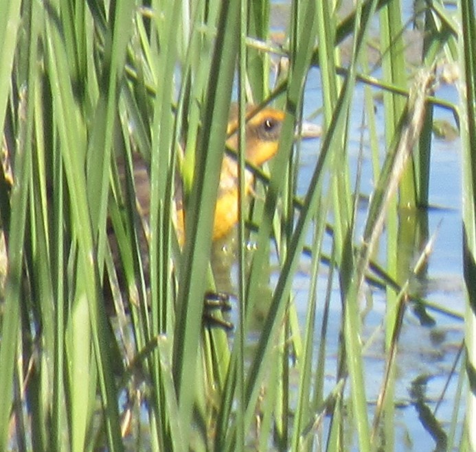 Yellow-headed Blackbird - ML618597059