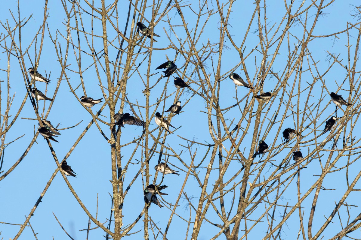 Tree Swallow - ML618597100