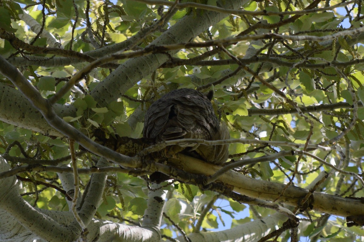 Great Horned Owl - ML618597101
