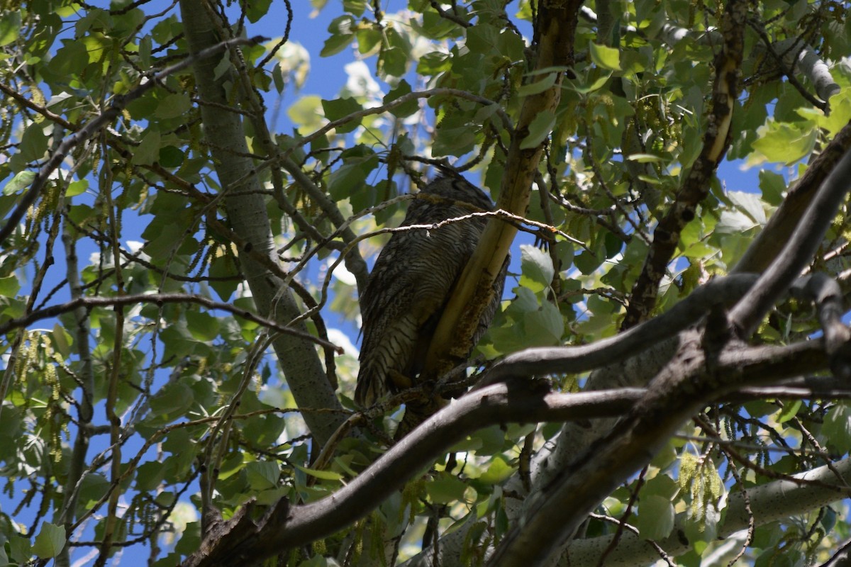 Great Horned Owl - ML618597133