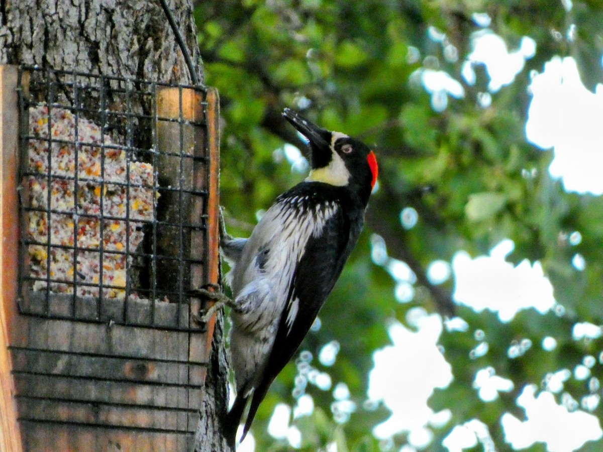 Acorn Woodpecker - Sarah Leslie