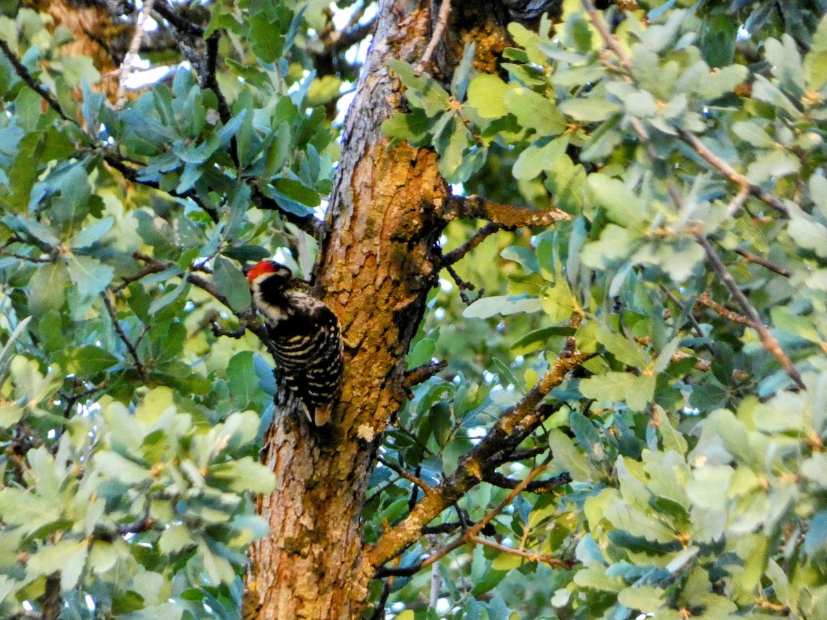 Nuttall's Woodpecker - ML618597155