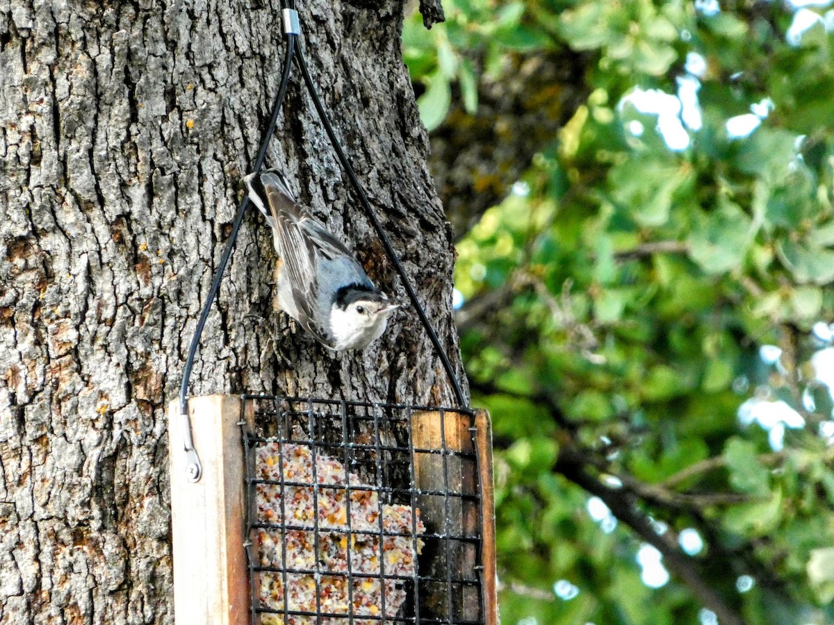 White-breasted Nuthatch - ML618597174