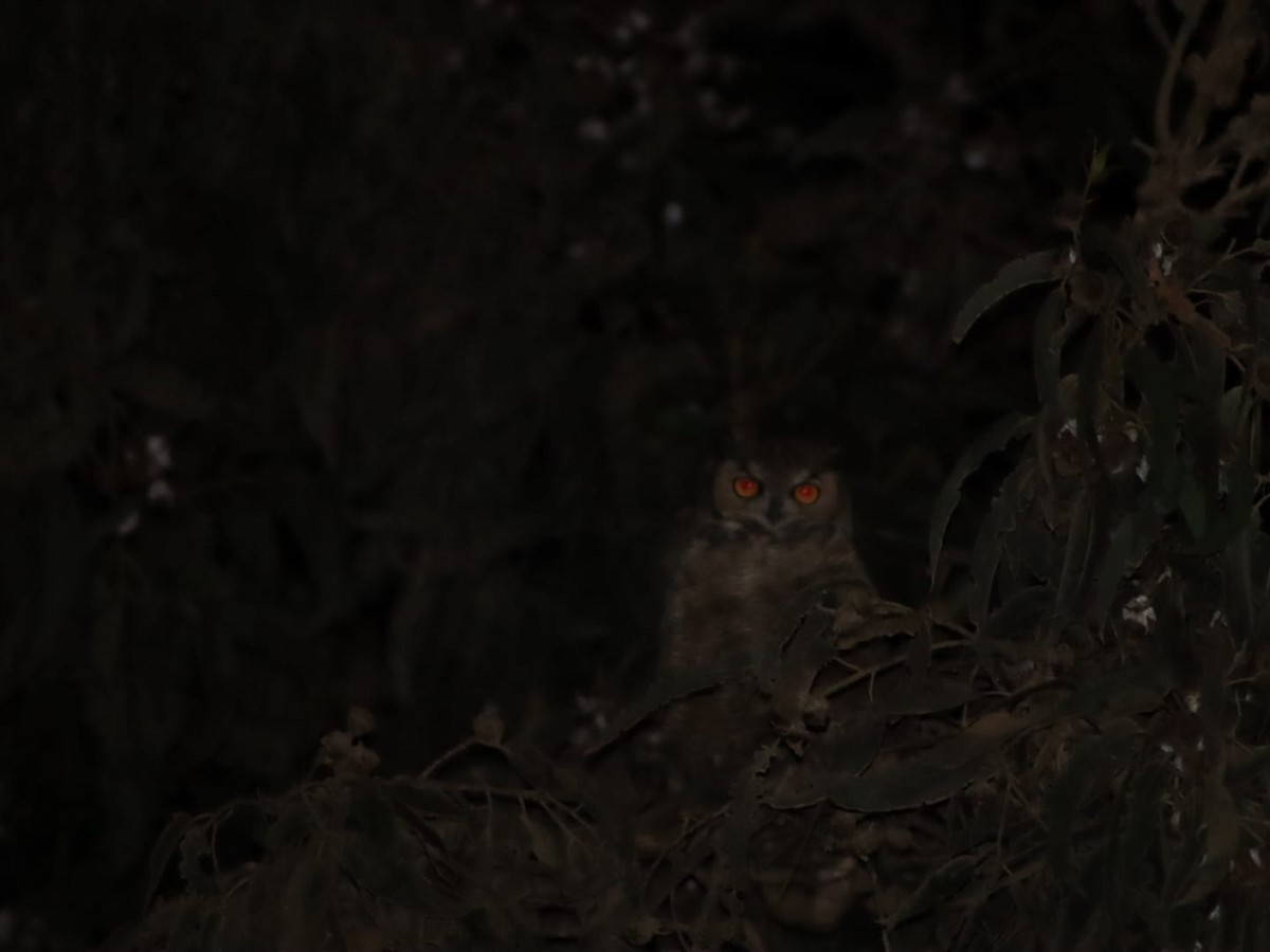 Lesser Horned Owl - ML618597182