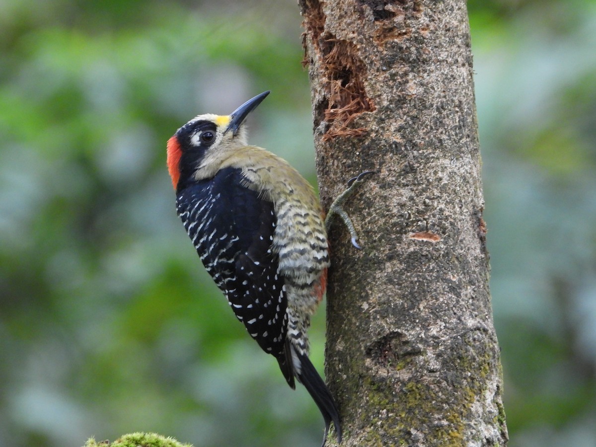Black-cheeked Woodpecker - ML618597251