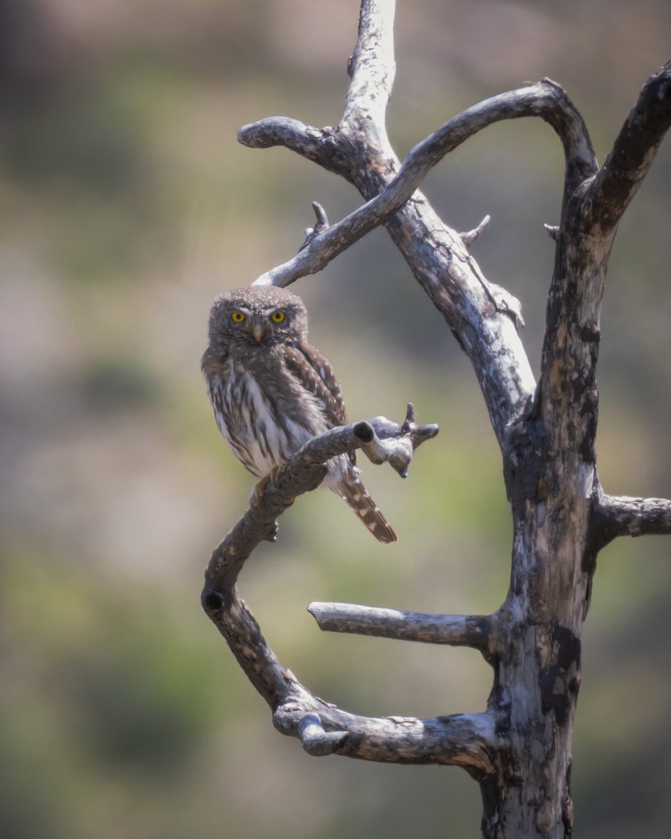 Northern Pygmy-Owl - ML618597308