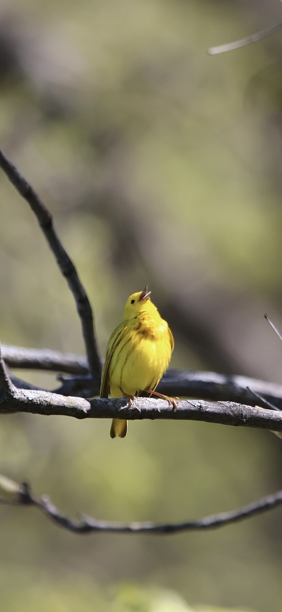 Yellow Warbler - David Kelly
