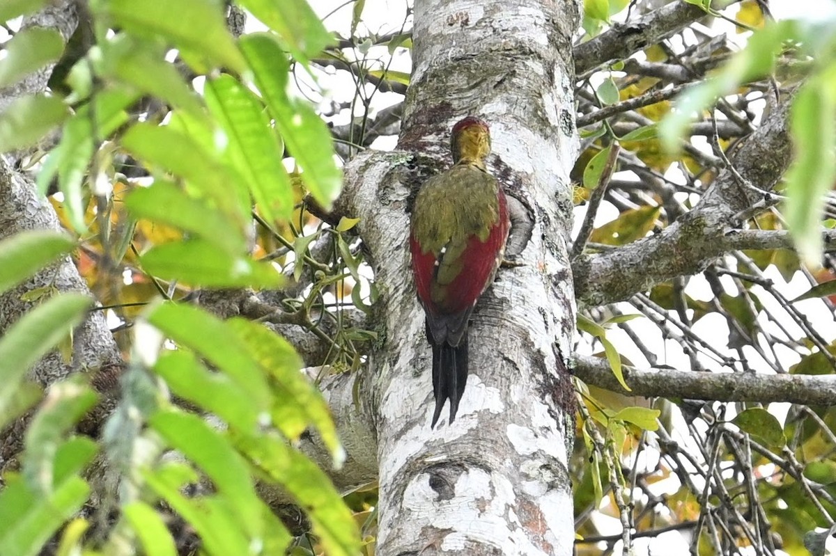 Crimson-winged Woodpecker - ML618597315