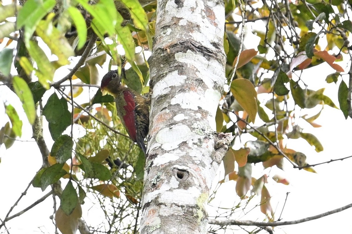 Crimson-winged Woodpecker - ML618597316