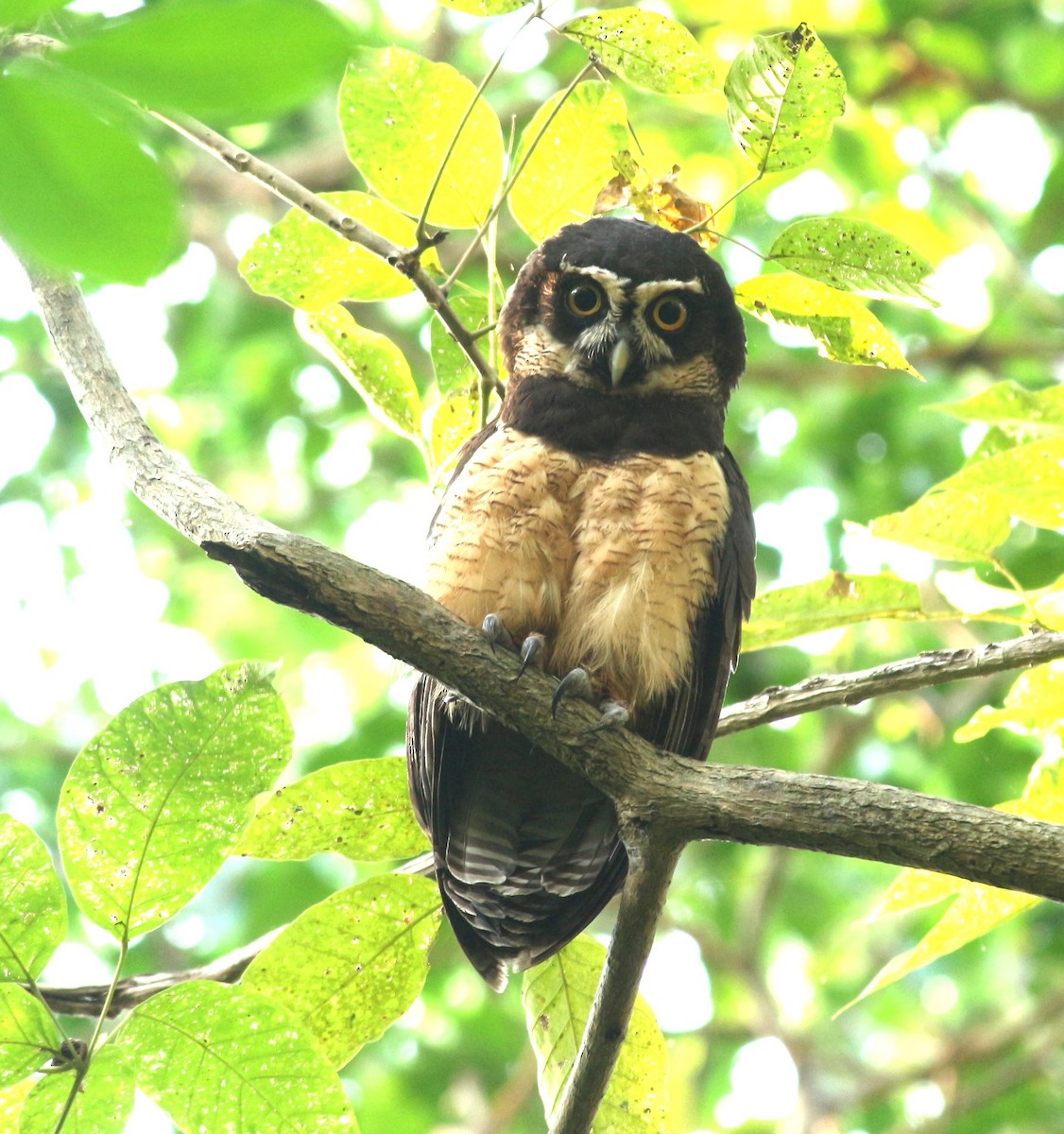 Spectacled Owl - ML618597318
