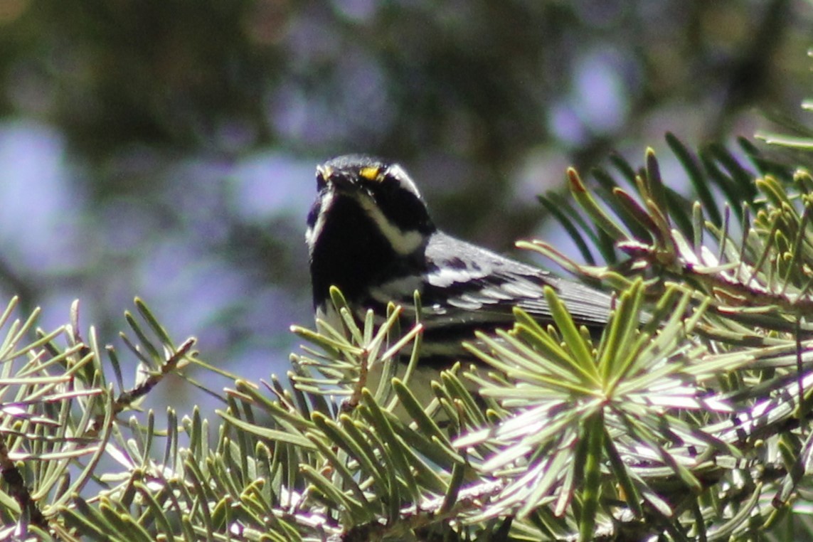 Black-throated Gray Warbler - ML618597325