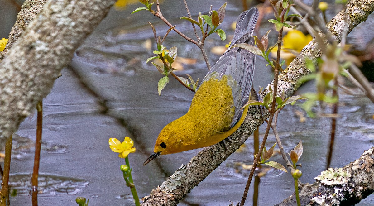 Prothonotary Warbler - ML618597355