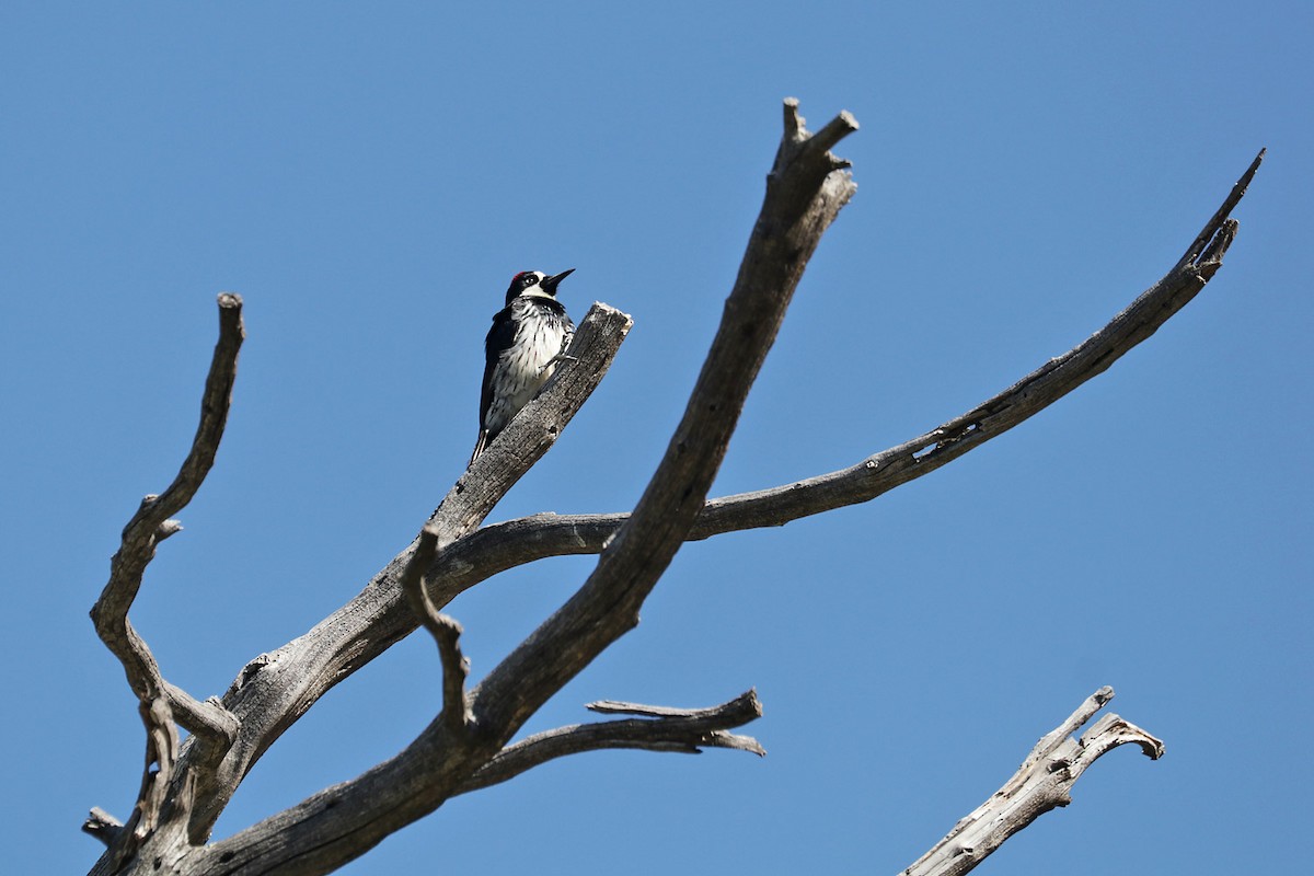 Acorn Woodpecker - ML618597381