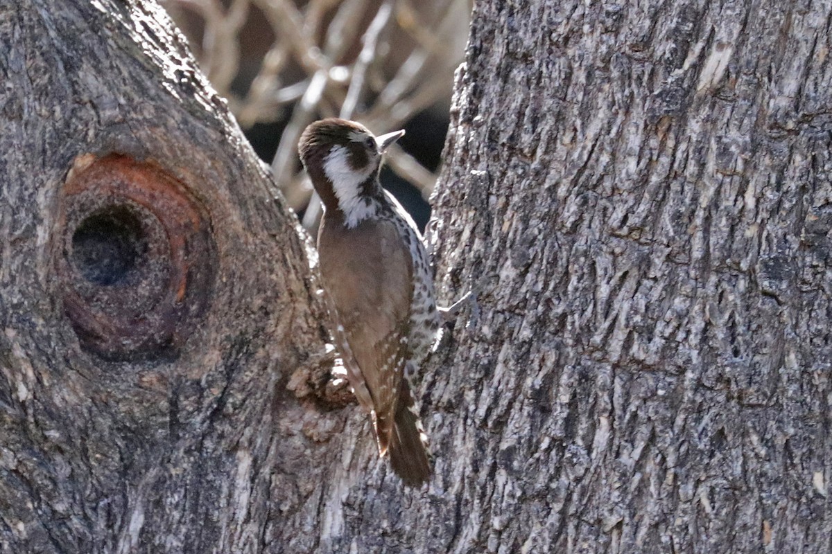 Arizona Woodpecker - ML618597388