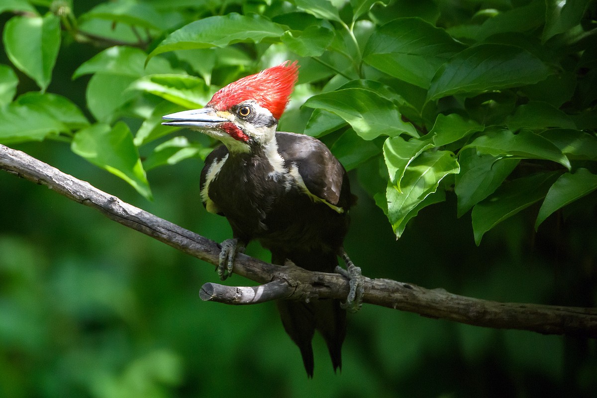 Pileated Woodpecker - ML618597390