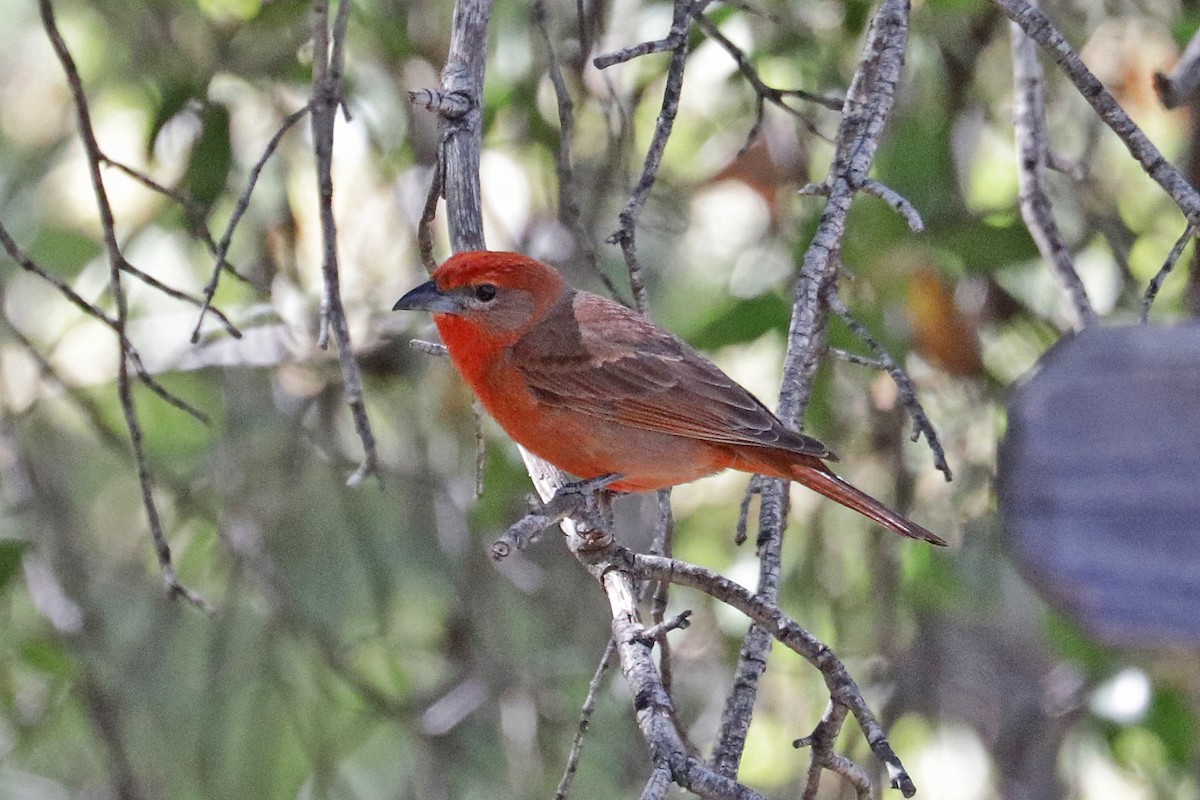 Hepatic Tanager (Northern) - ML618597395