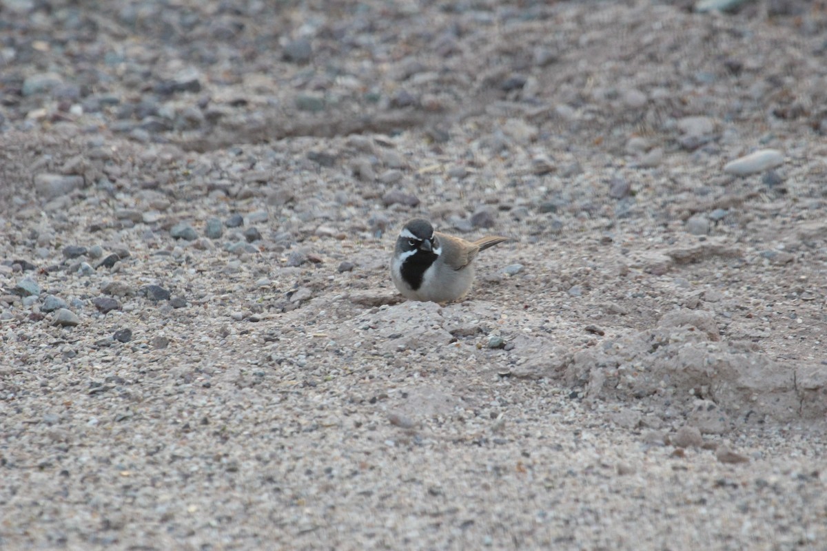 Black-throated Sparrow - Drake Hardman