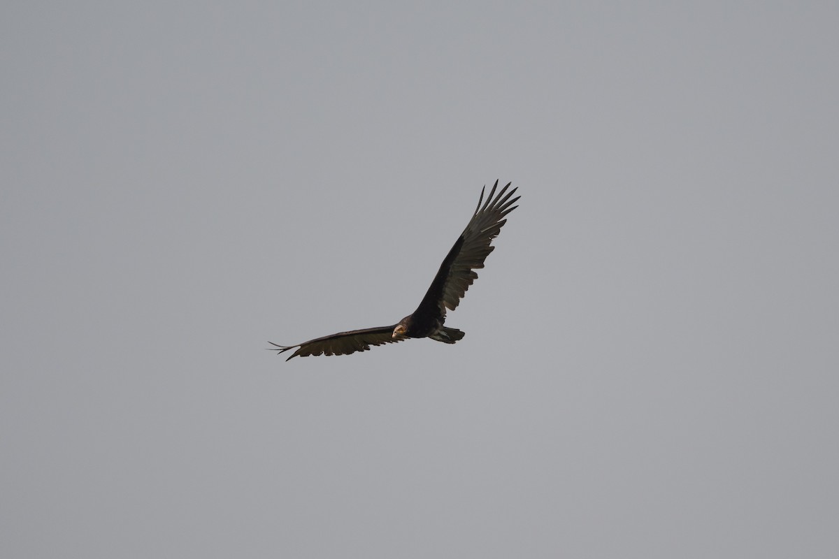 Lesser Yellow-headed Vulture - ML618597502
