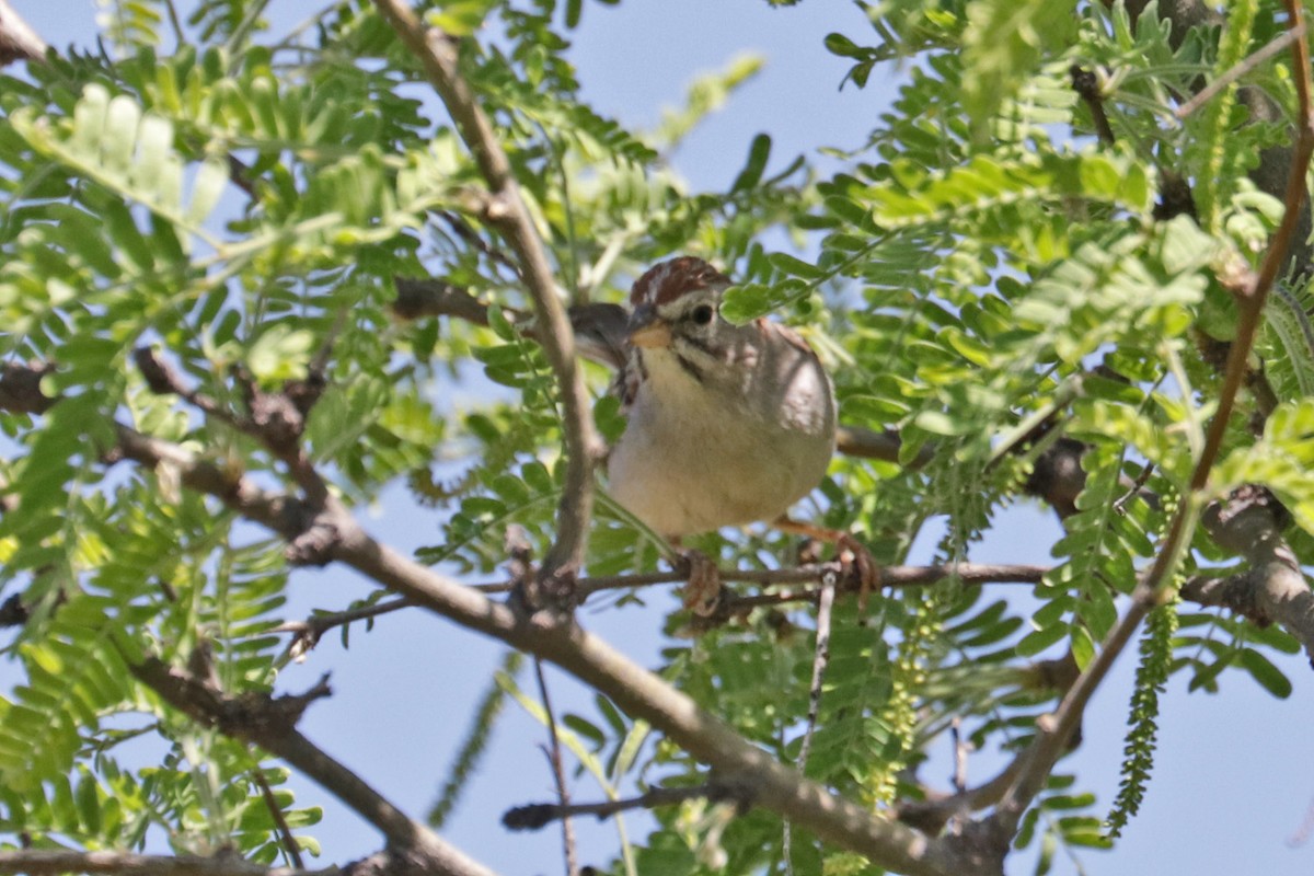 Rufous-winged Sparrow - ML618597507