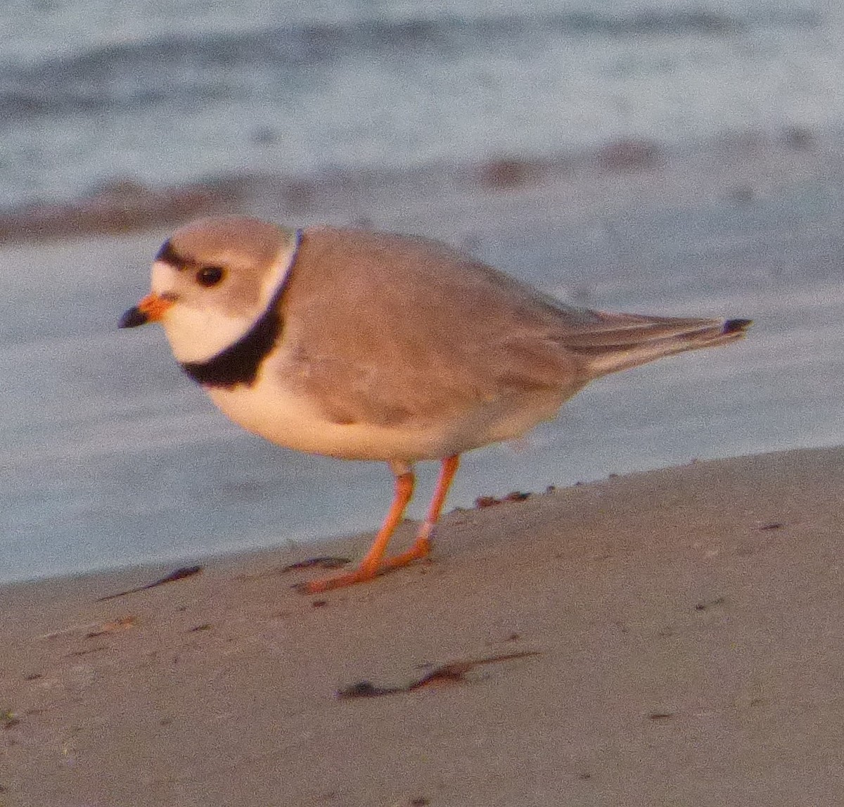 Piping Plover - ML618597520