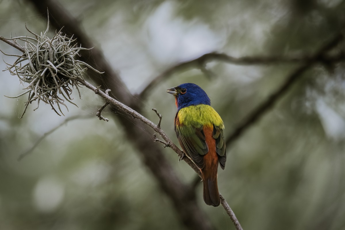 Painted Bunting - ML618597529
